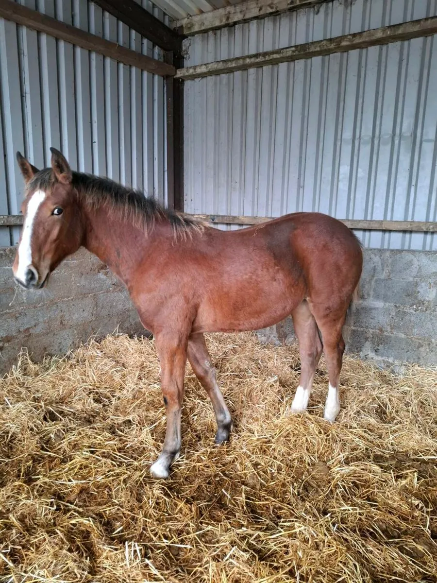 Draught filly foal - Image 1