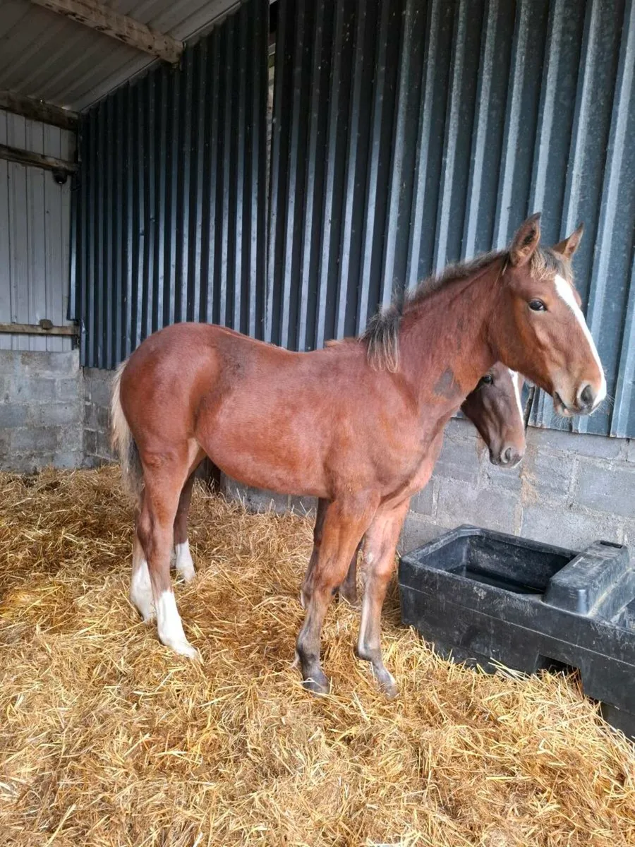 Draught filly foal - Image 2