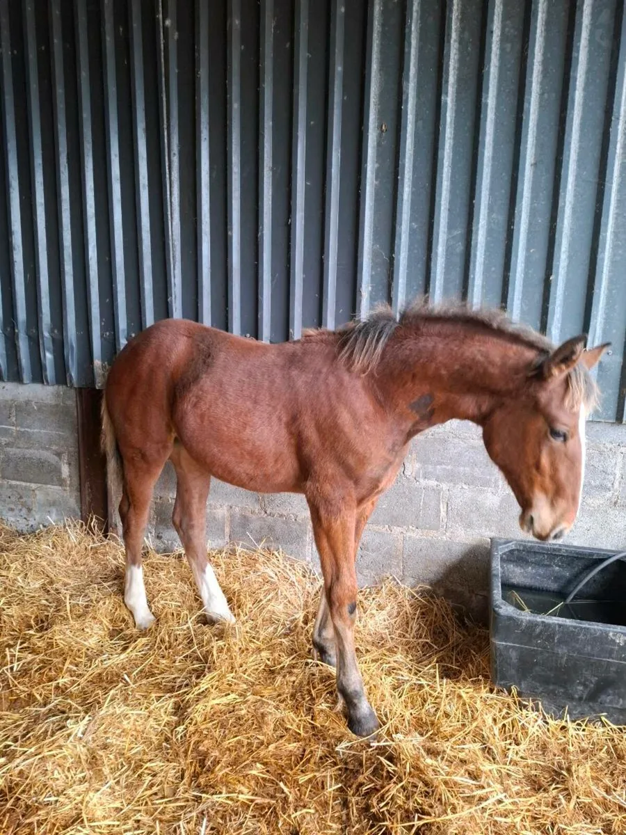 Draught filly foal - Image 3