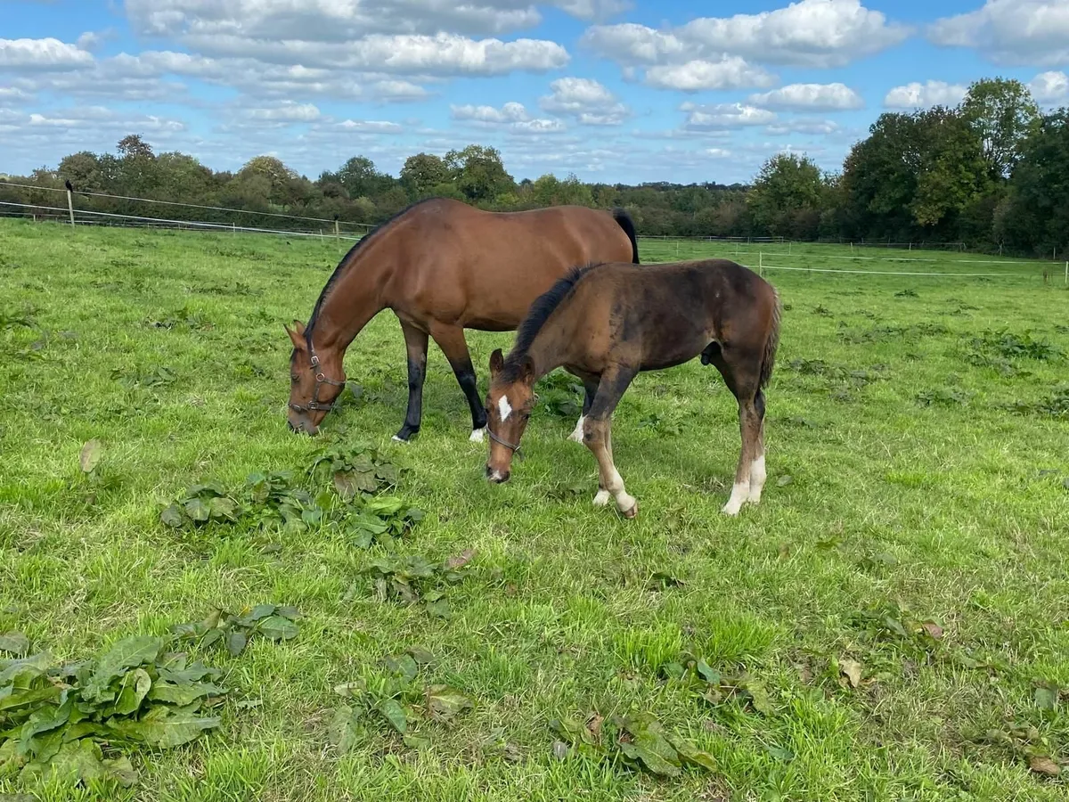 Broodmare and Foal - Image 1