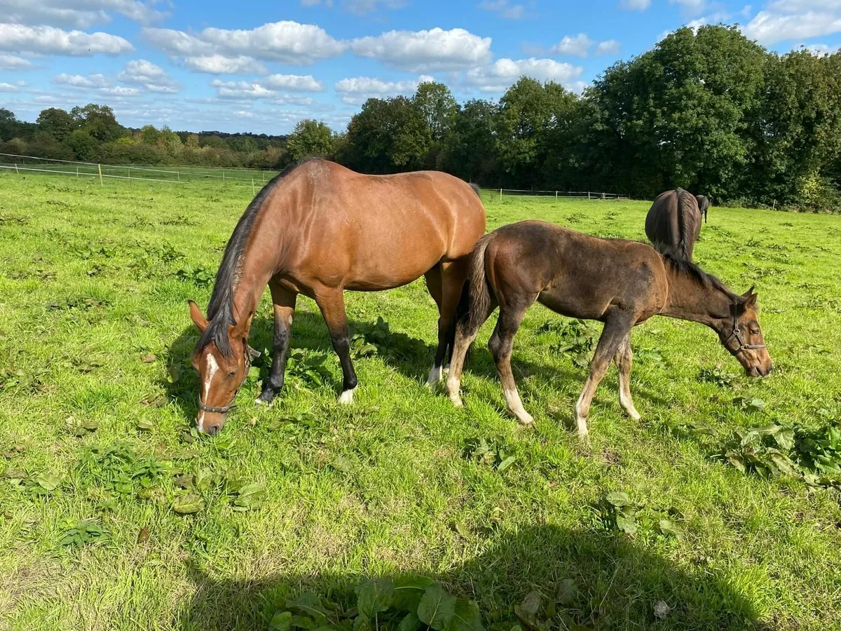 Broodmare and Foal - Image 2