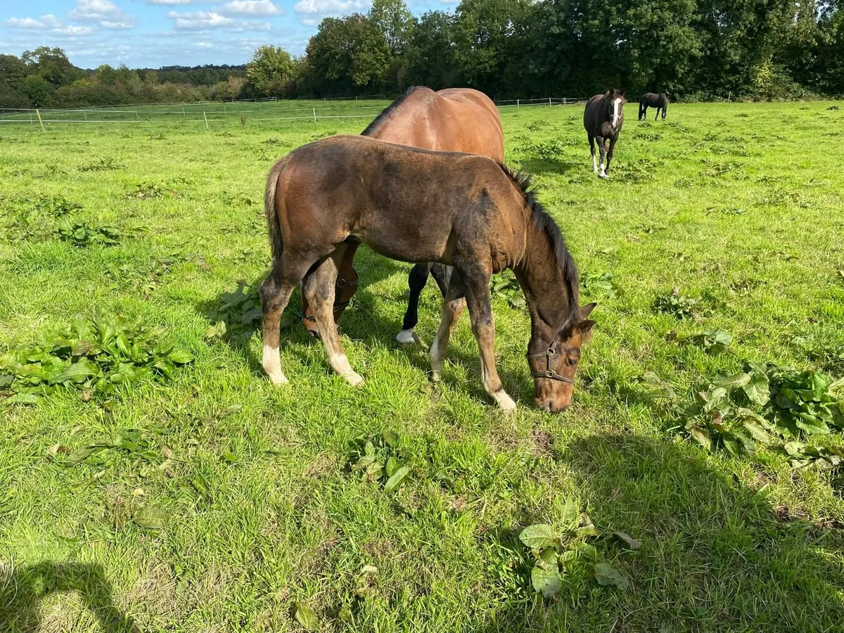 Broodmare and Foal - Image 3