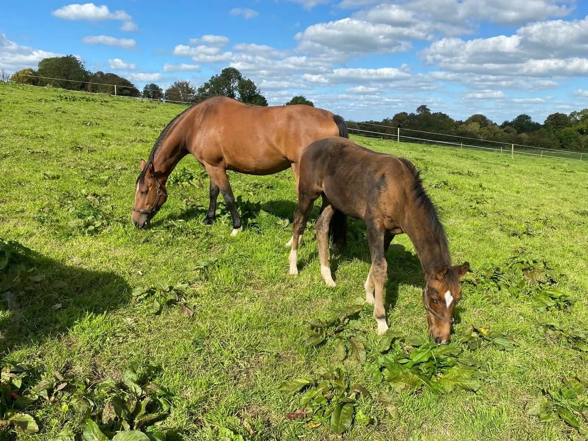 Broodmare and Foal - Image 4