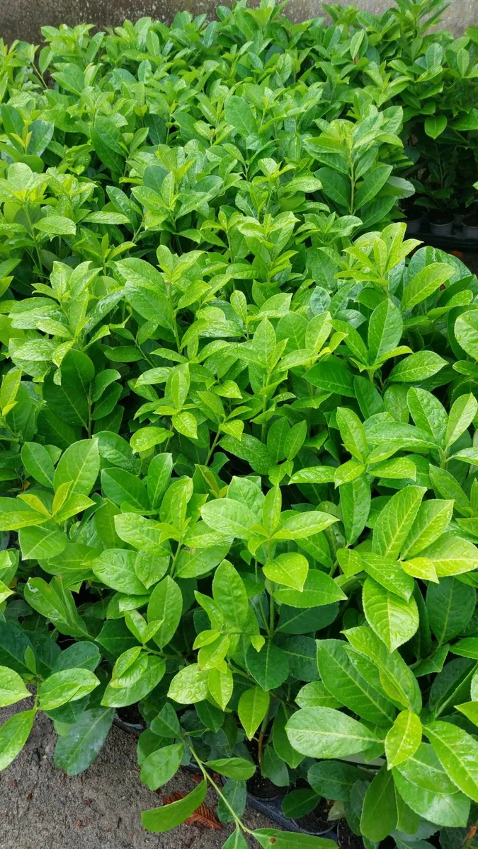Laurel Hedging