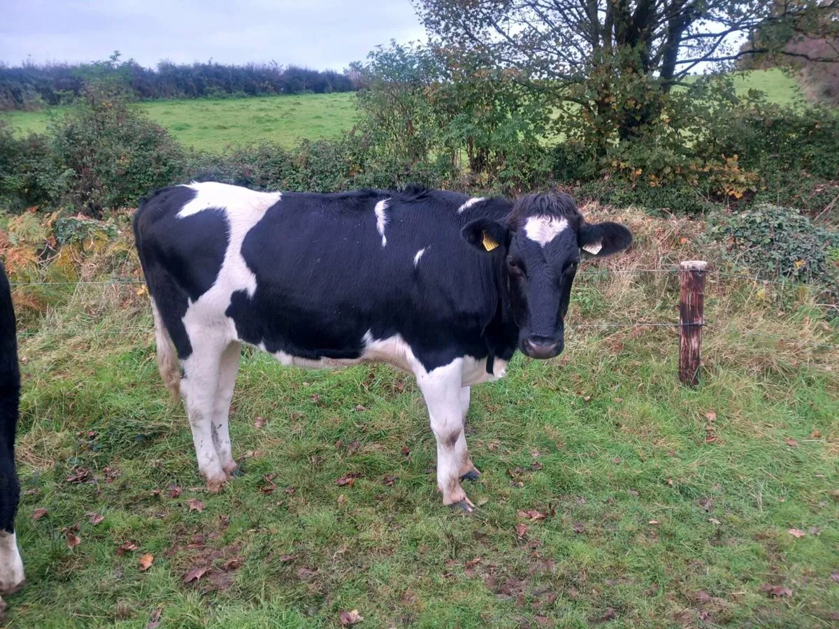 6 High EBI PBR Incalf Heifers - Image 1