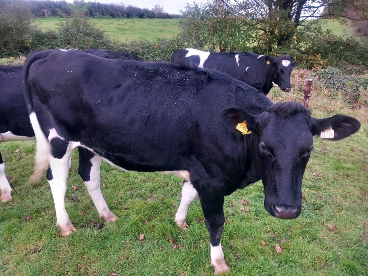 6 High EBI PBR Incalf Heifers - Image 2
