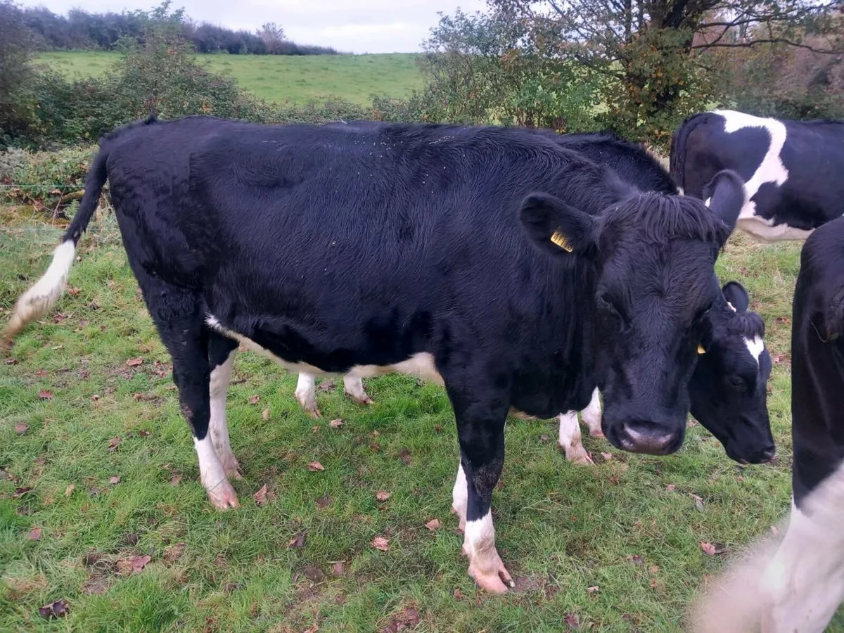 6 High EBI PBR Incalf Heifers - Image 3