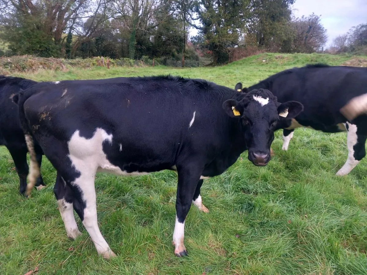 6 High EBI PBR Incalf Heifers - Image 4