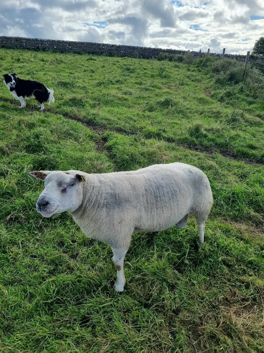 Texal/Charllaois Ram for sale - Image 2