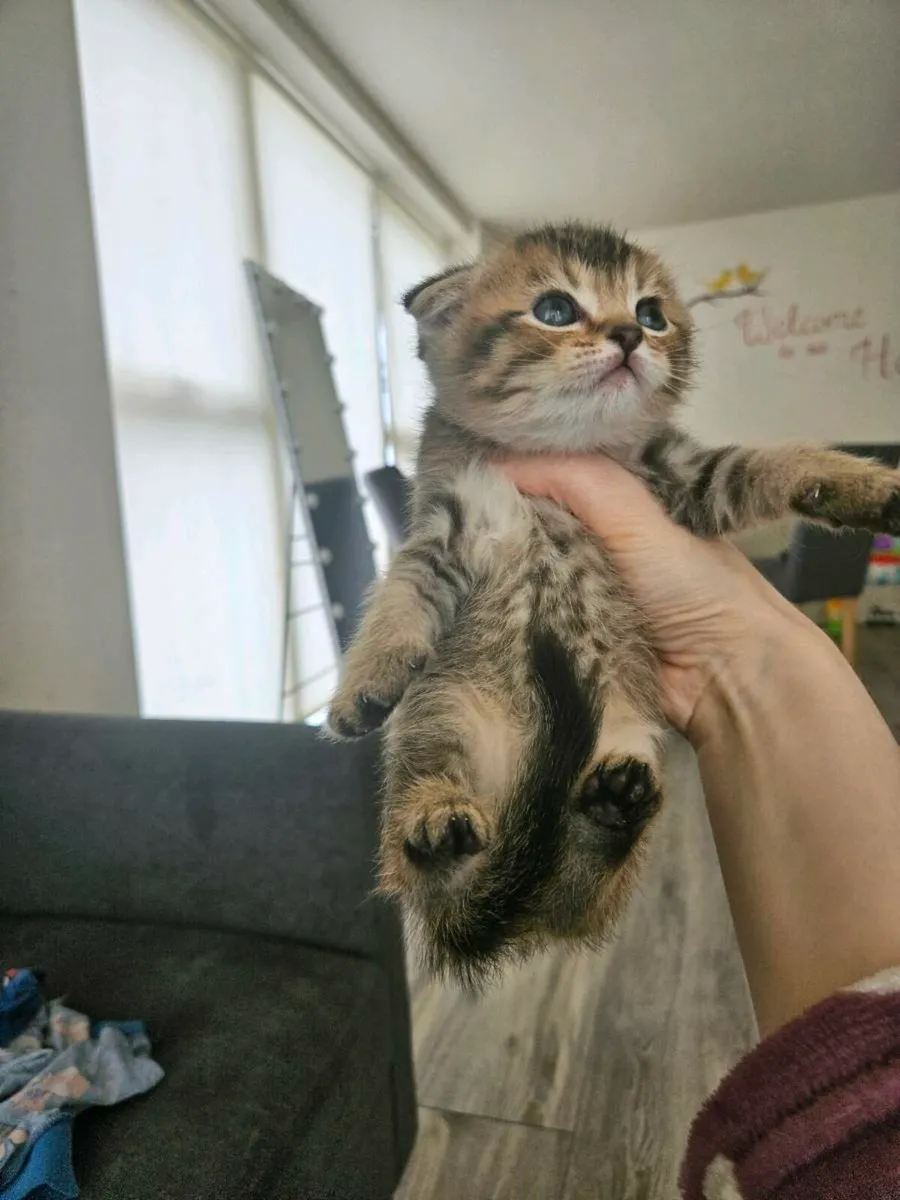 Scottish fold and straight - Image 1