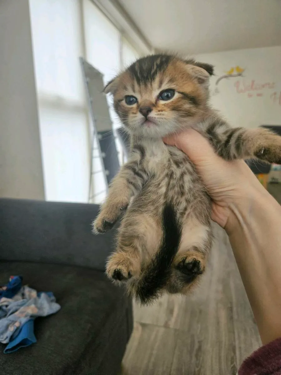 Scottish fold and straight - Image 2