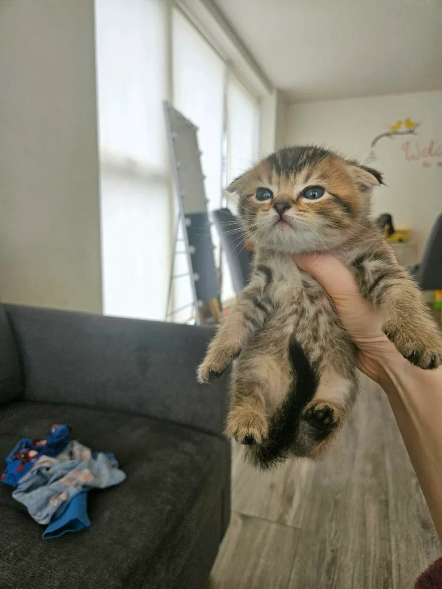 Scottish fold and straight - Image 3