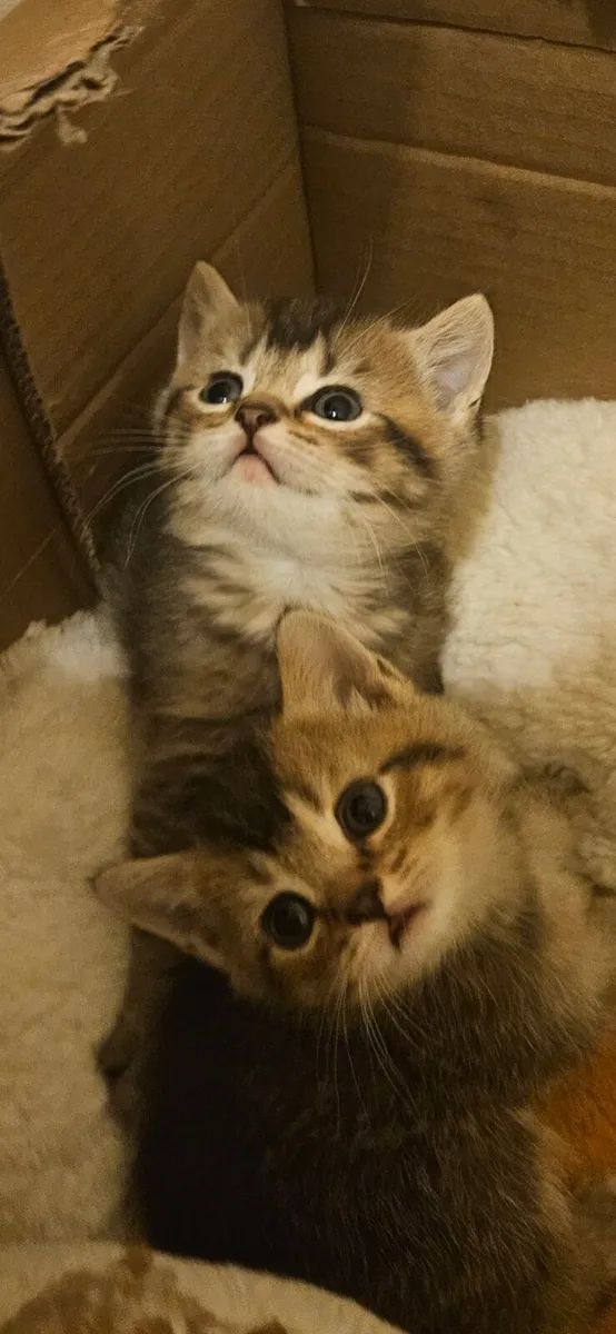 Scottish fold and straight - Image 4