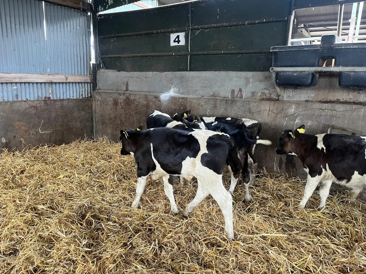 5 super weaned British Frisian bulls - Image 1