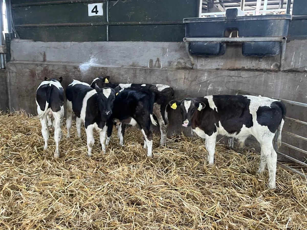 5 super weaned British Frisian bulls - Image 2