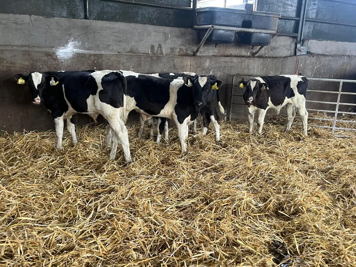 5 super weaned British Frisian bulls - Image 3