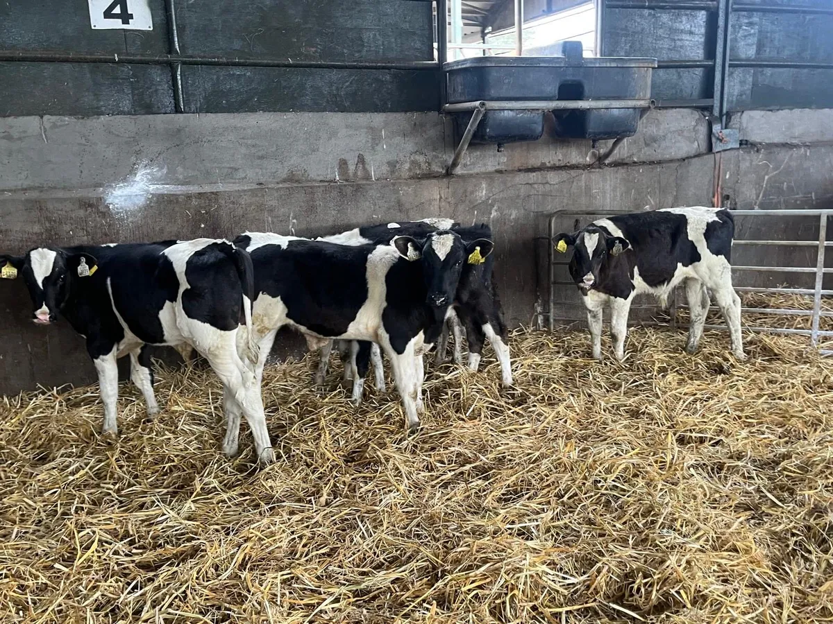 5 super weaned British Frisian bulls - Image 4