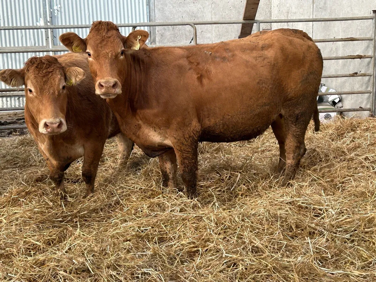 5 red limousin incalf heifers - Image 2