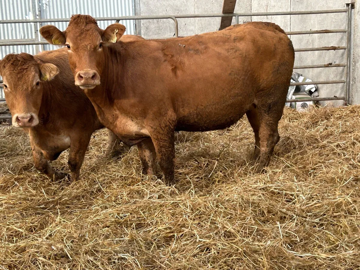 5 red limousin incalf heifers - Image 3