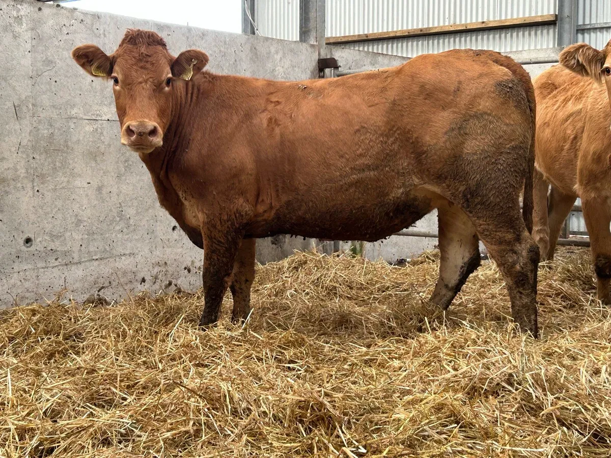5 red limousin incalf heifers - Image 4