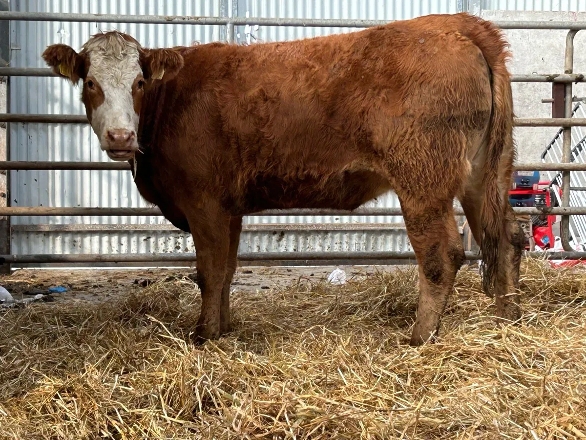 5 red limousin incalf heifers - Image 1