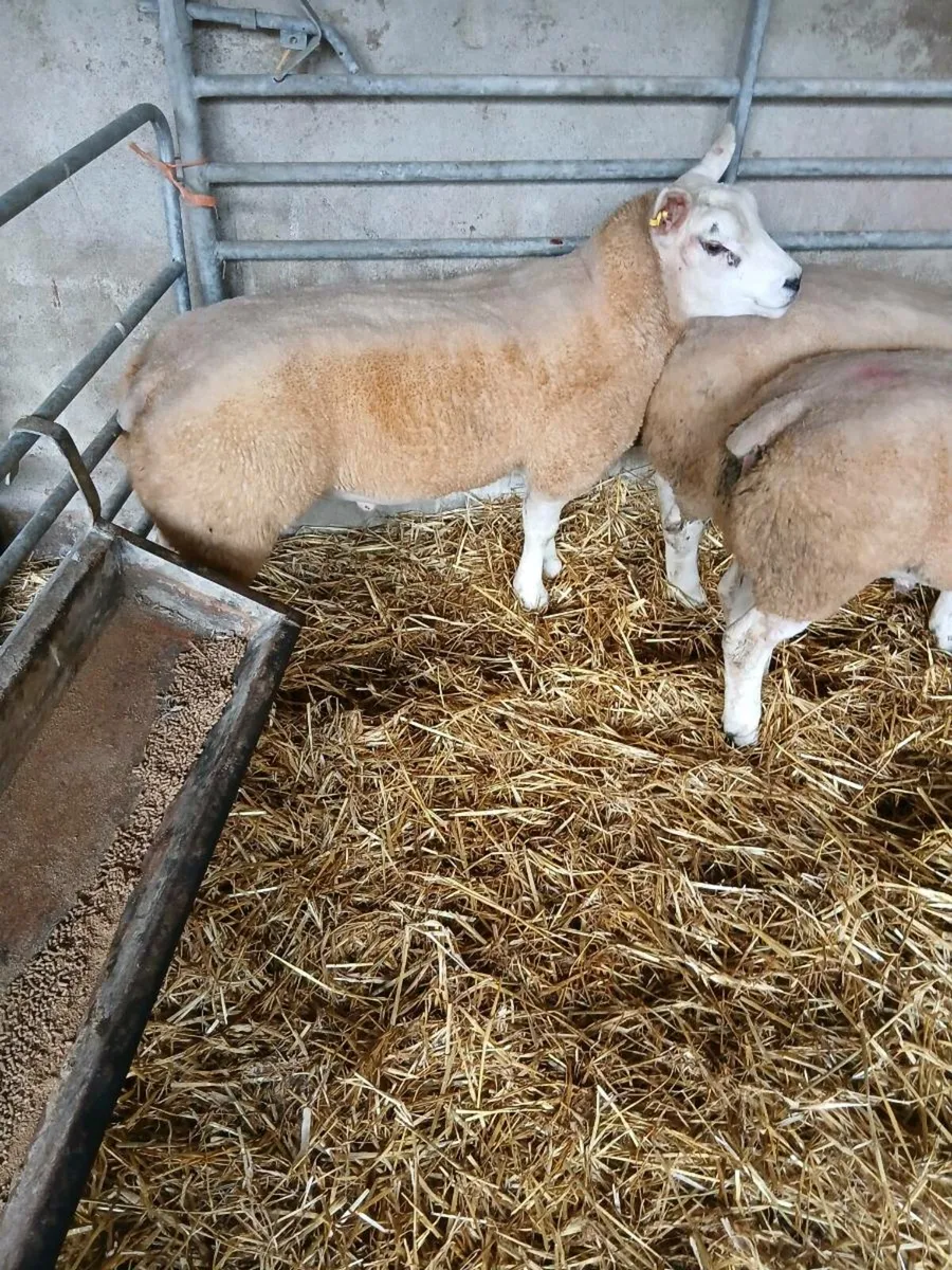 Sheep - Image 1