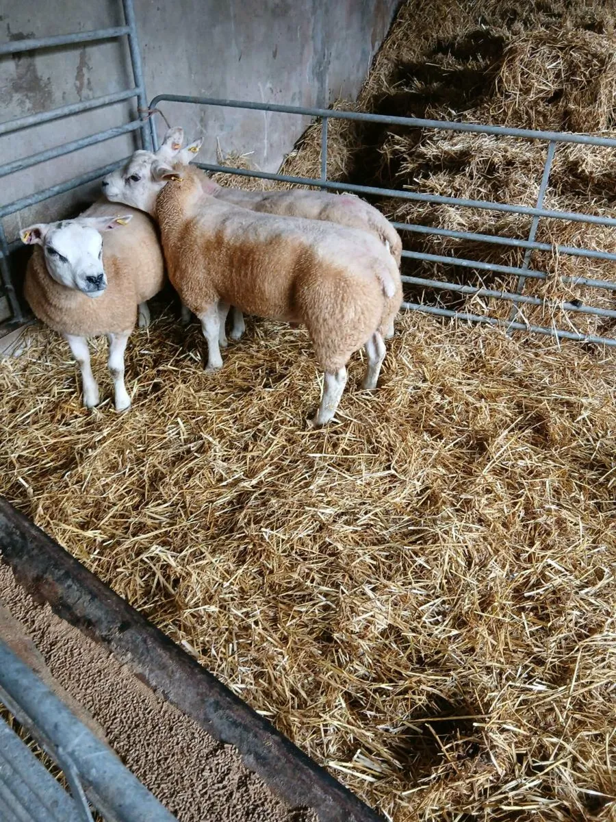 Sheep - Image 2
