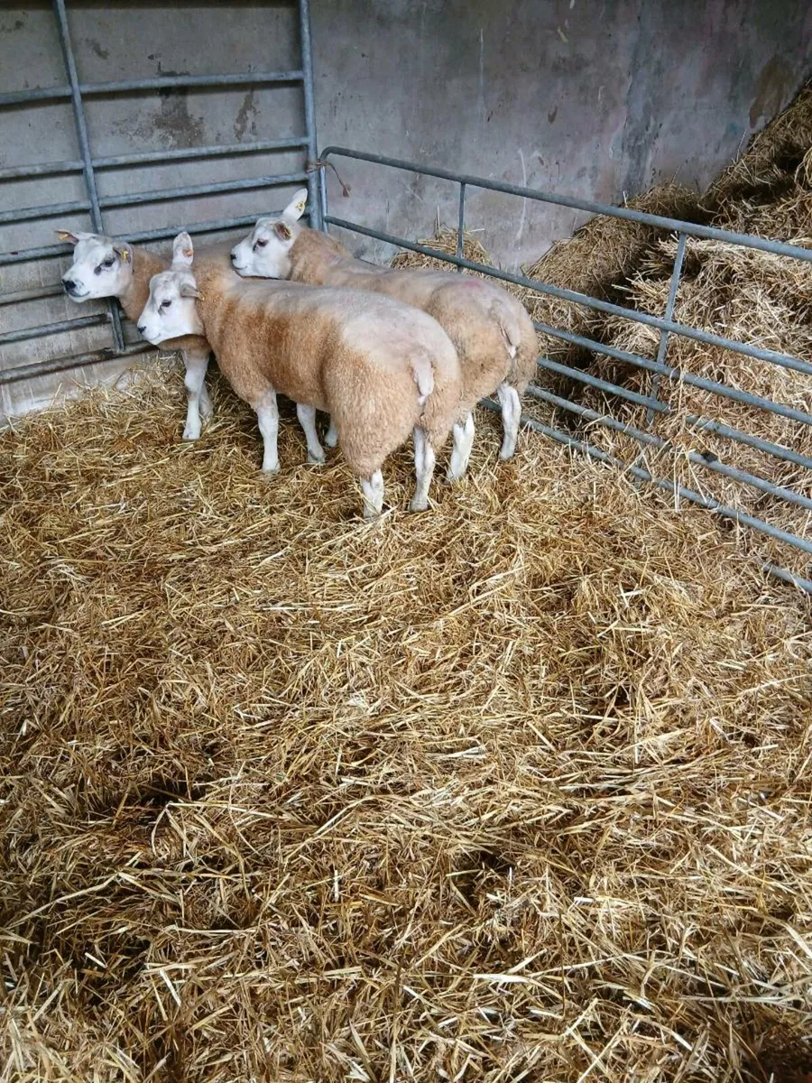 Sheep - Image 3