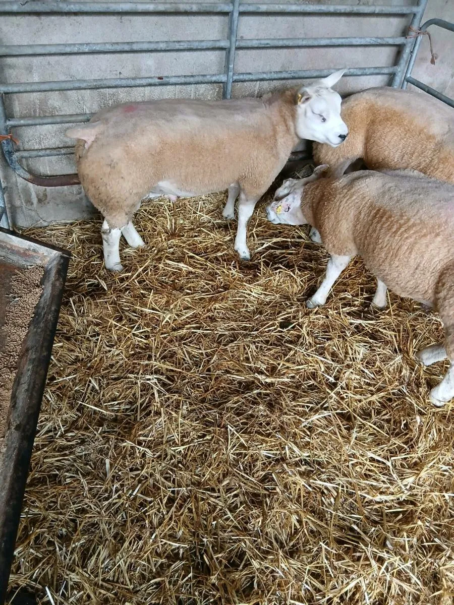 Sheep - Image 4