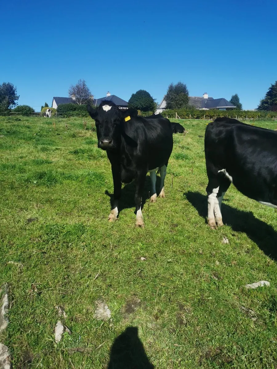 Incalf heifers high EBI - Image 3