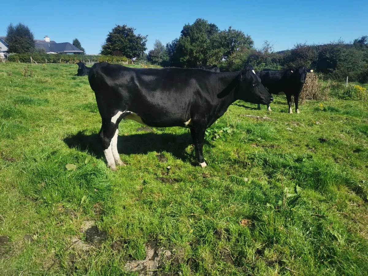 Incalf heifers high EBI - Image 2