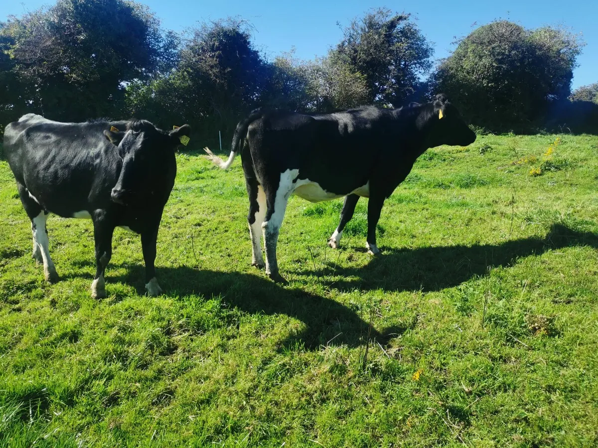 Incalf heifers high EBI - Image 1