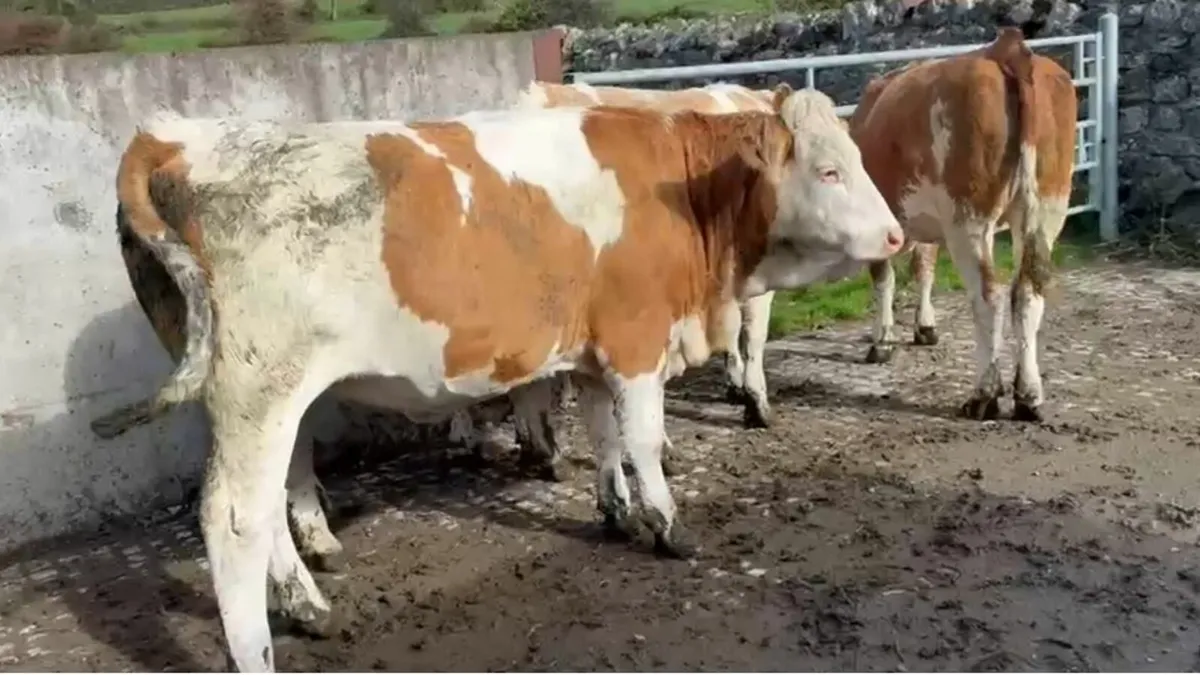 11 Pedigree Fleckvieh Spring Calving  Heifers