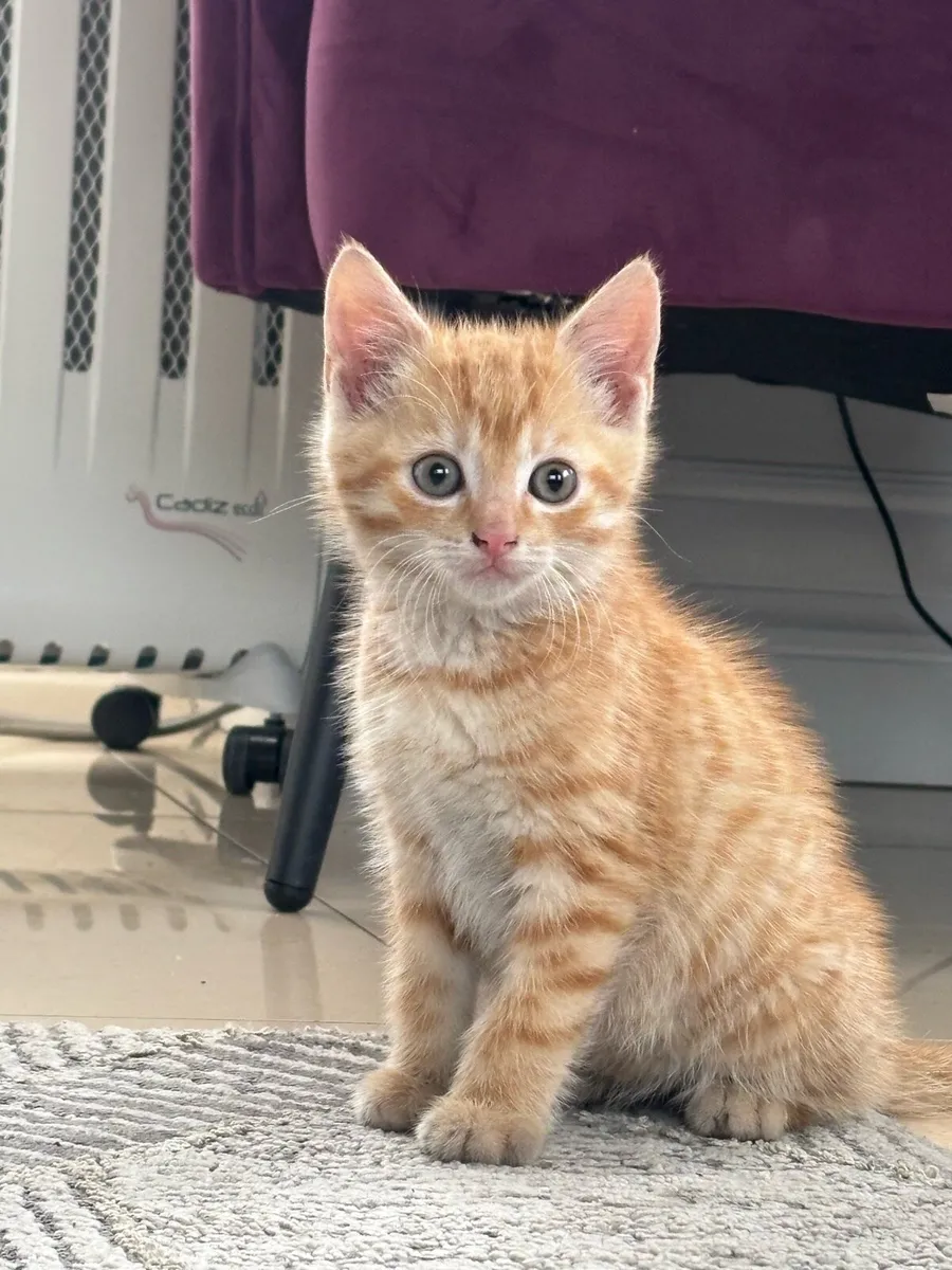 Beautiful kittens - Image 1