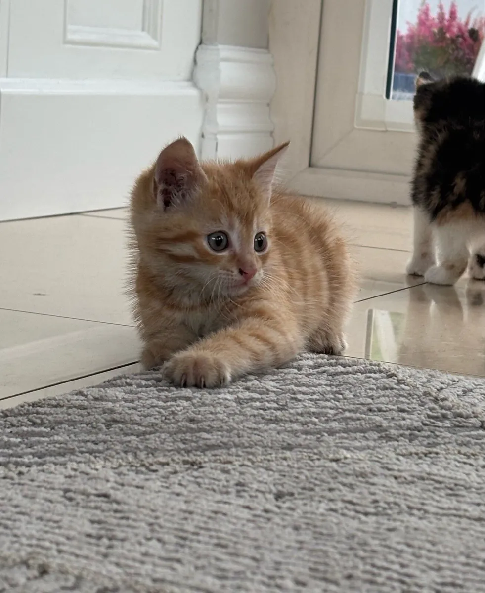 Beautiful kittens - Image 2