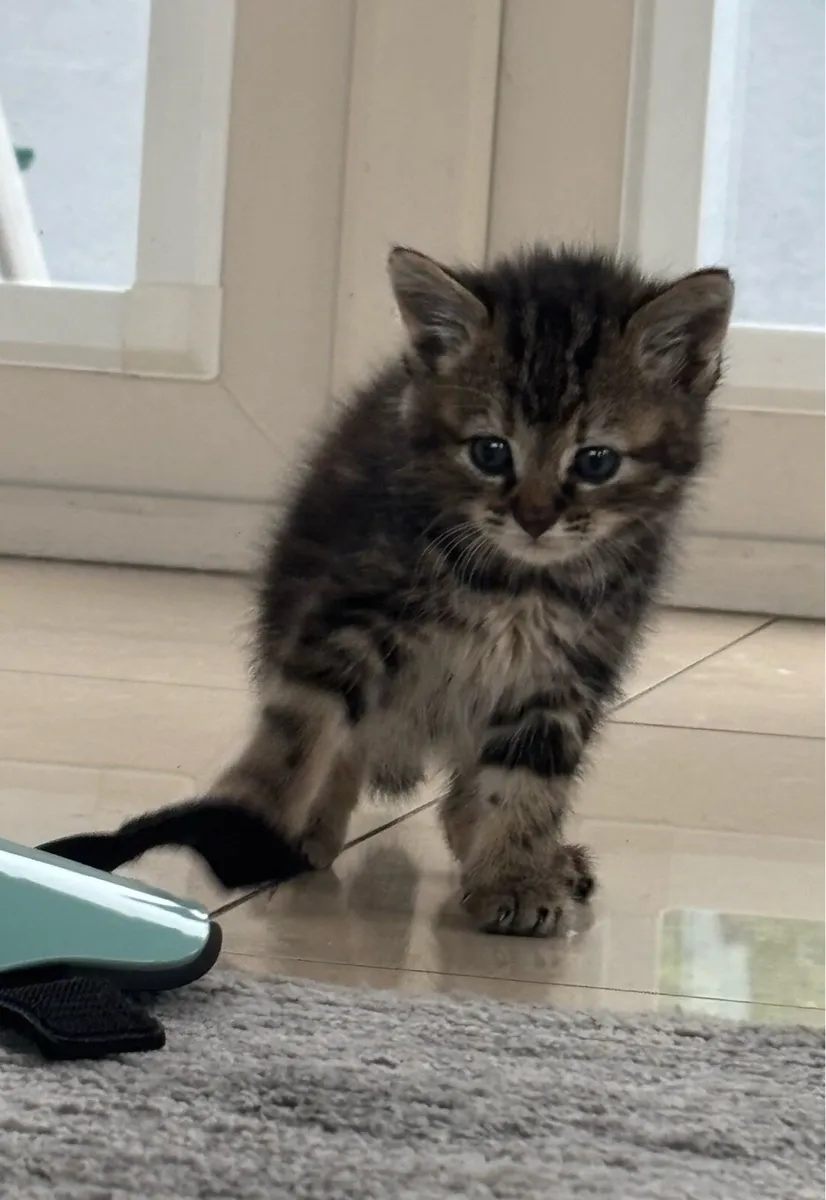Beautiful kittens - Image 3
