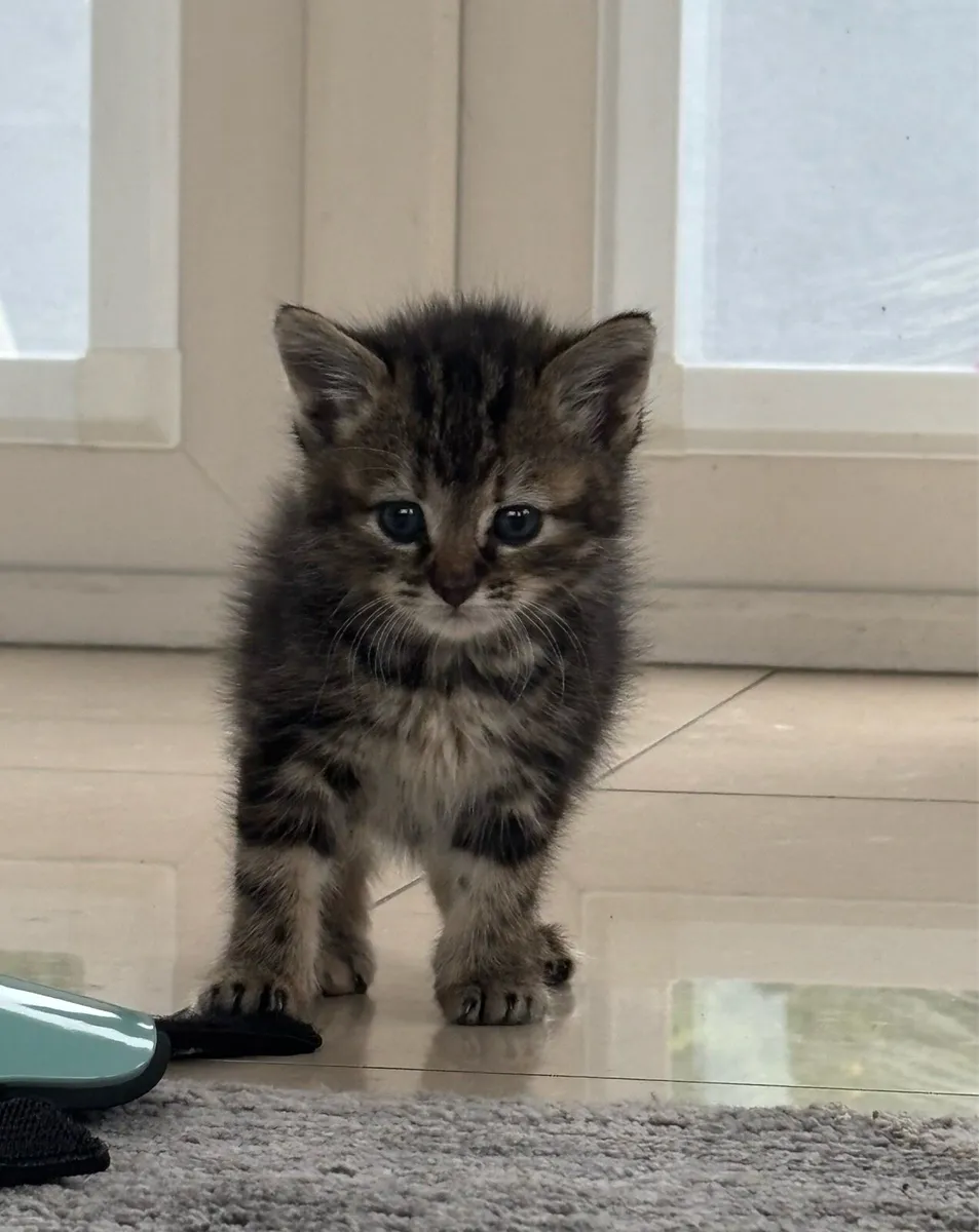 Beautiful kittens - Image 4
