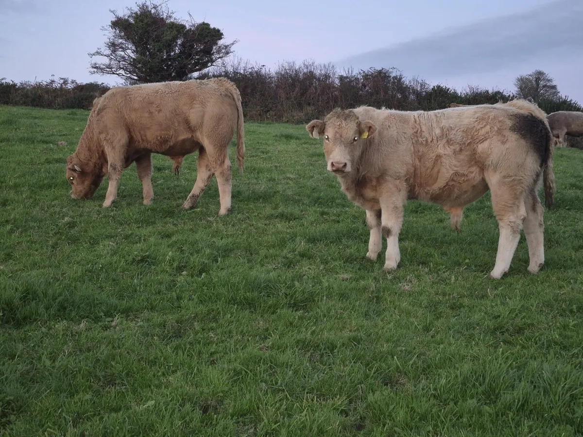 Organic Weanlings Macroom mart 11th Oct. - Image 1