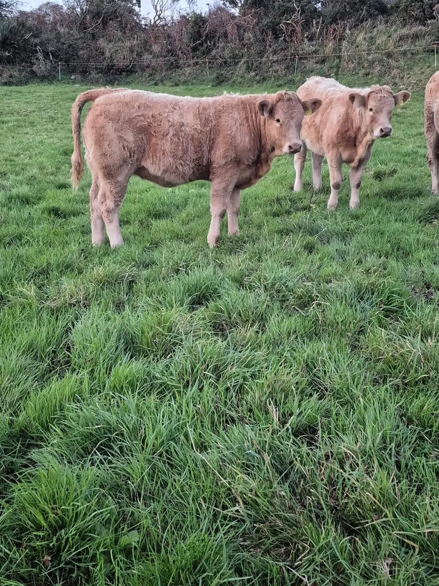 Organic Weanlings Macroom mart 11th Oct. - Image 2