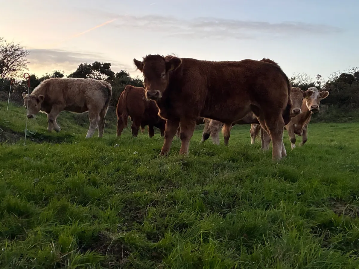 Organic Weanlings Macroom mart 11th Oct. - Image 3