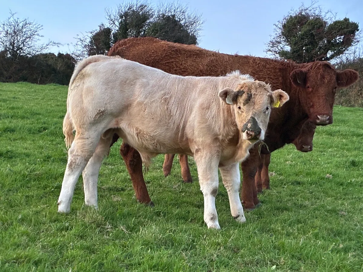 Organic Weanlings Macroom mart 11th Oct. - Image 4