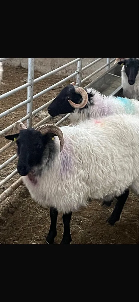 19 Organic Hoggets - Image 1