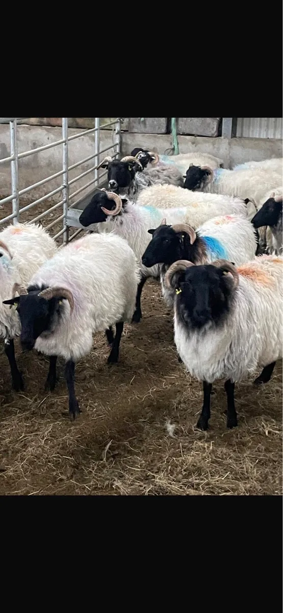 19 Organic Hoggets - Image 2