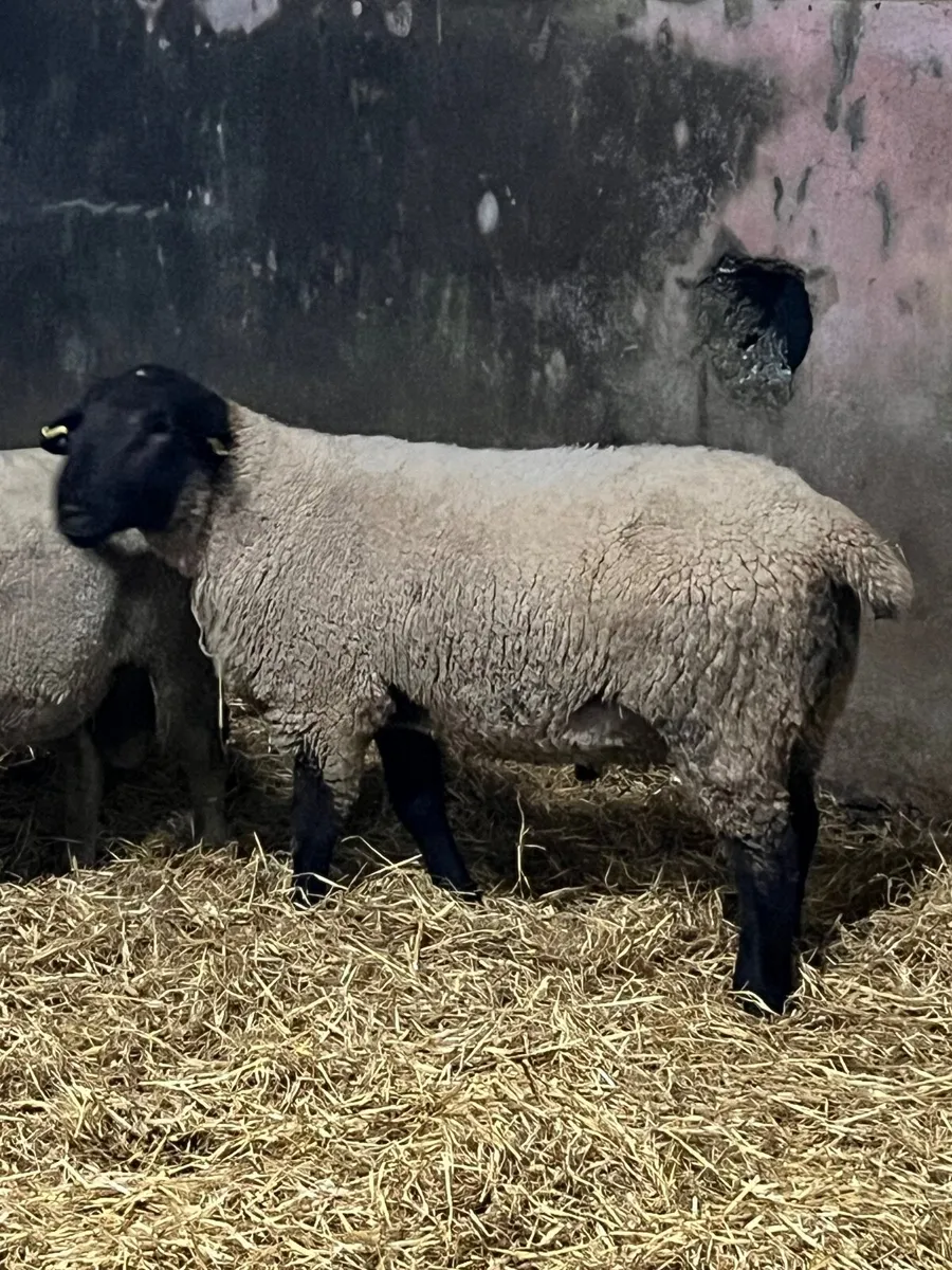 PBR Charolais and Suffolk hogget rams - Image 3