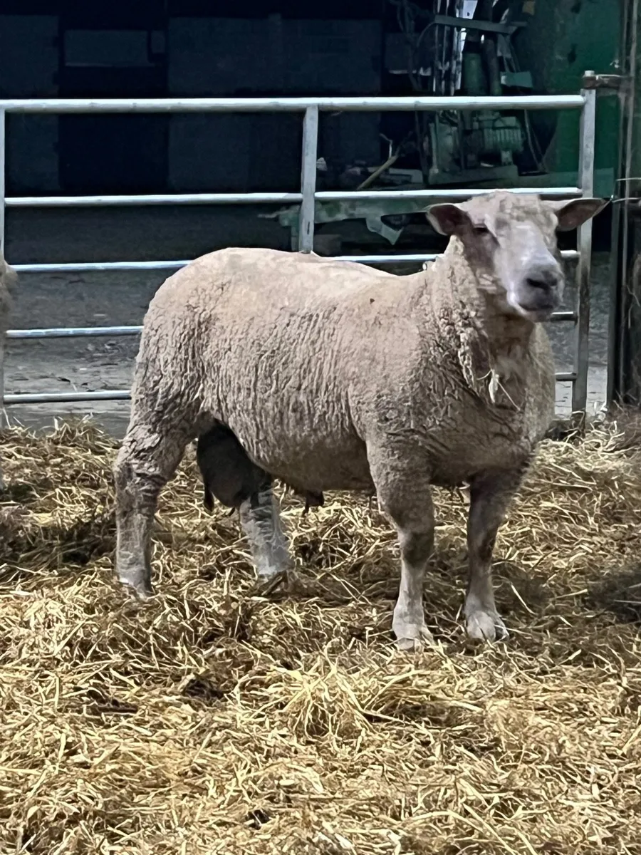 PBR Charolais and Suffolk hogget rams - Image 4
