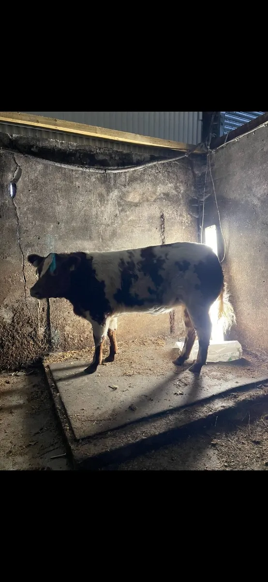 Elite Heifer sale at Ballina mart tomorrow eve - Image 1