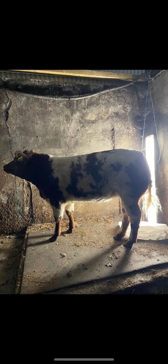 Elite Heifer sale at Ballina mart tomorrow eve - Image 2