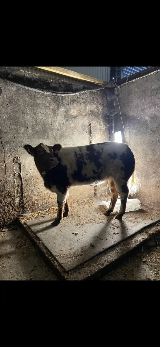 Elite Heifer sale at Ballina mart tomorrow eve - Image 3