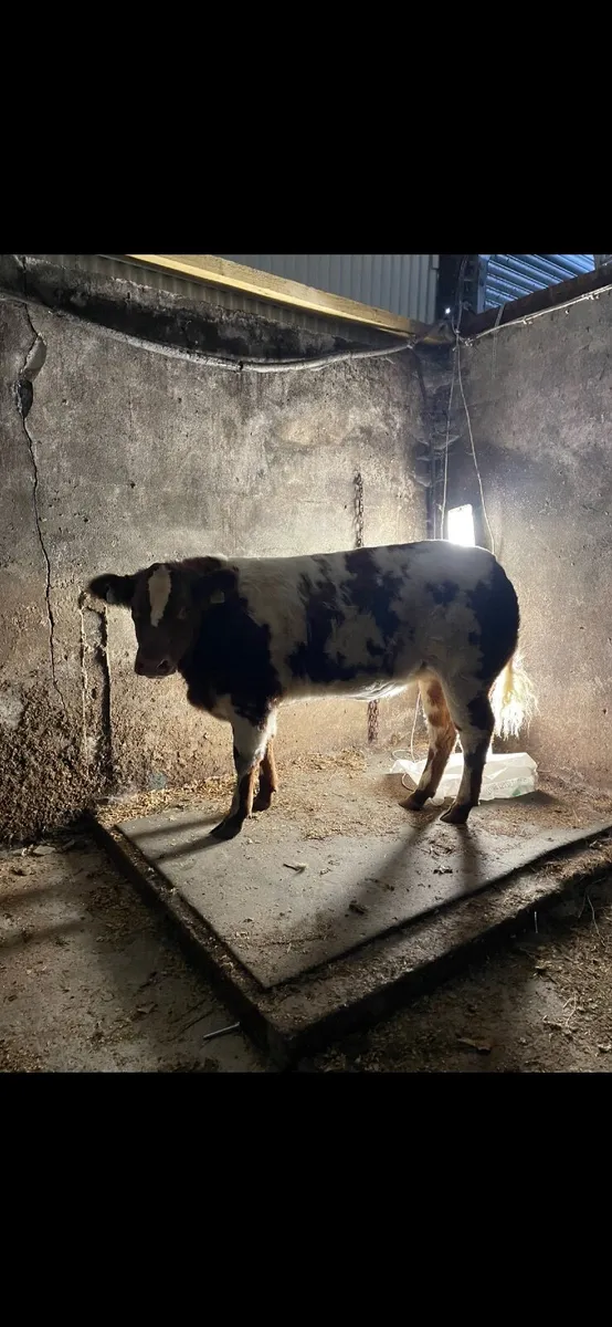 Elite Heifer sale at Ballina mart tomorrow eve - Image 4