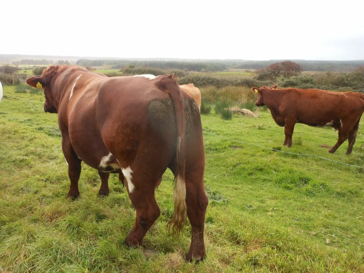 Bull - Image 4